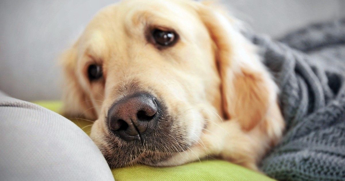 Segni di salute amici a quattro zampe