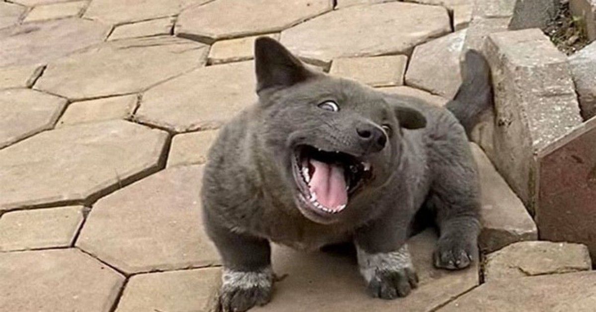 Gấu Mèo Bắc Mỹ : il cucciolo di cane diventato famoso come l’ibrido gatto orso