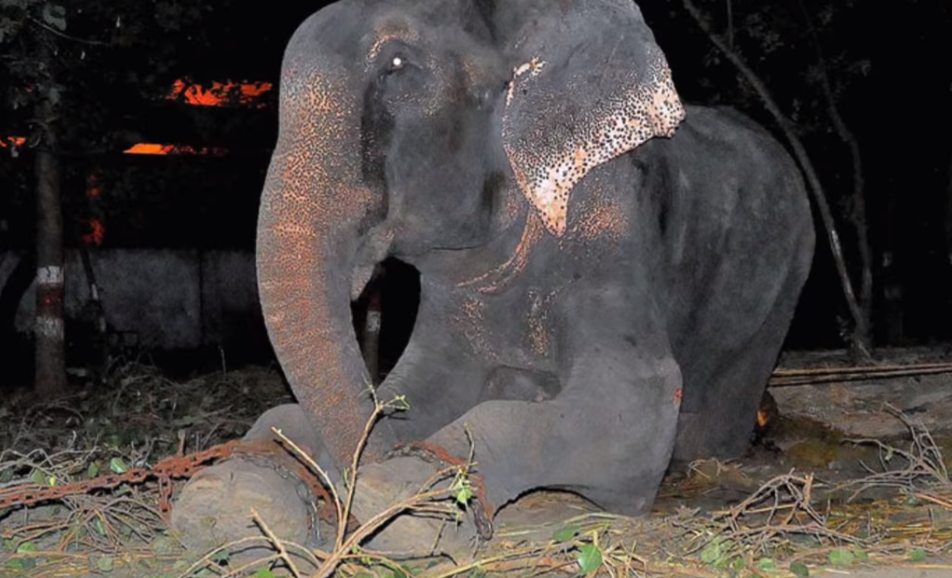 Raju l’elefante in catene