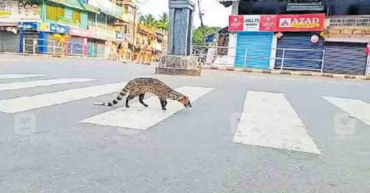 India: strade deserte, torna la viverra civettina