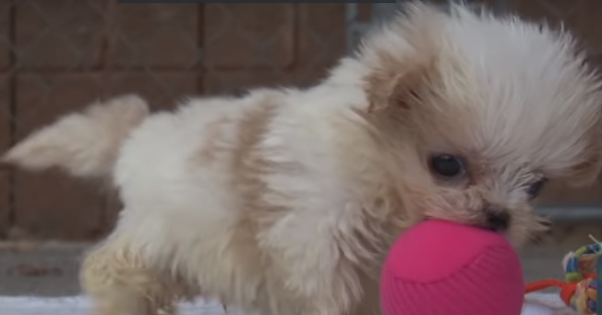 Ruggles e Chompers i due migliori amici