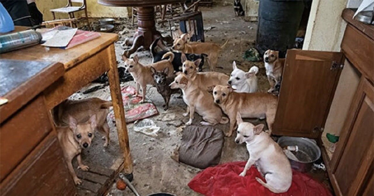 Salvano 50 cani sopravvissuti in condizioni disumane all’interno di una casa