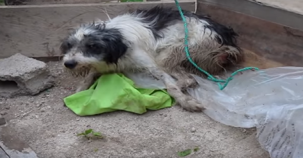 Sophie la cagnolina che non aveva la forza di salvare i suoi cuccioli