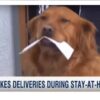 sunny-il-cane