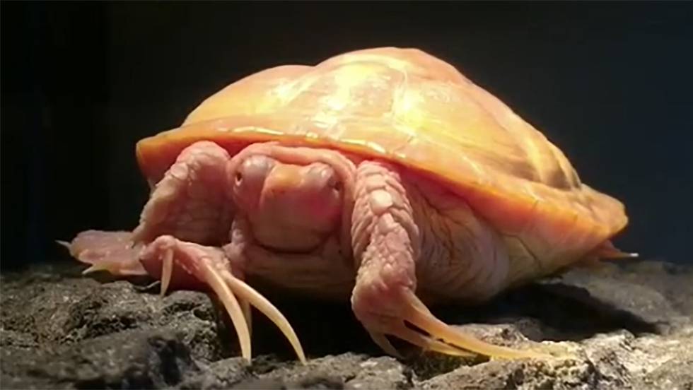 tartaruga