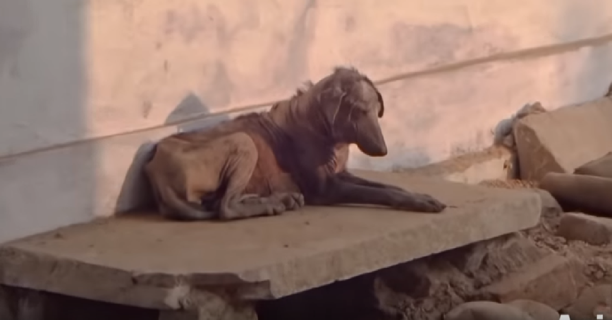 Thor il cane abbandonato ottiene la sua rivincita