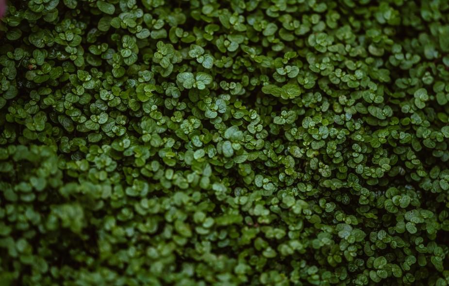 St. Patrick's Day, la vera storia tra miti e leggende