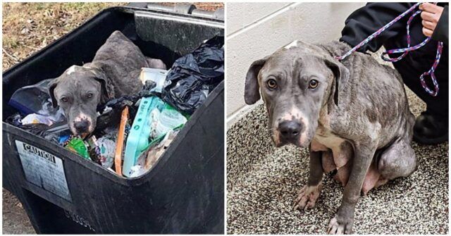 trovata-cagnolina-abbandonata-in-un-secchio-della-spazzatura-che-aveva-appena-partorito