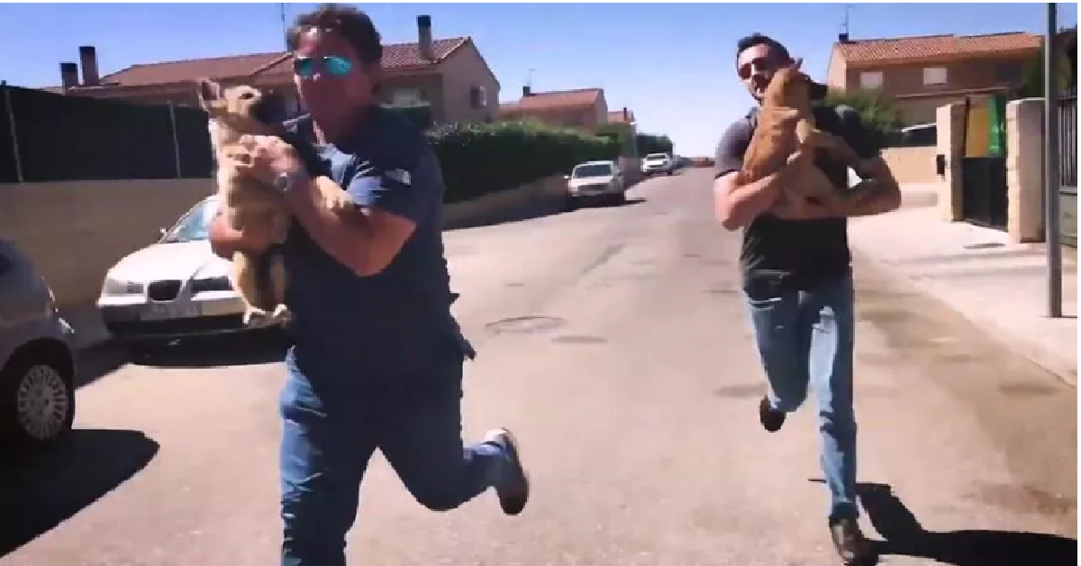 Veterinario bravissimo ruba un cane per salvarlo