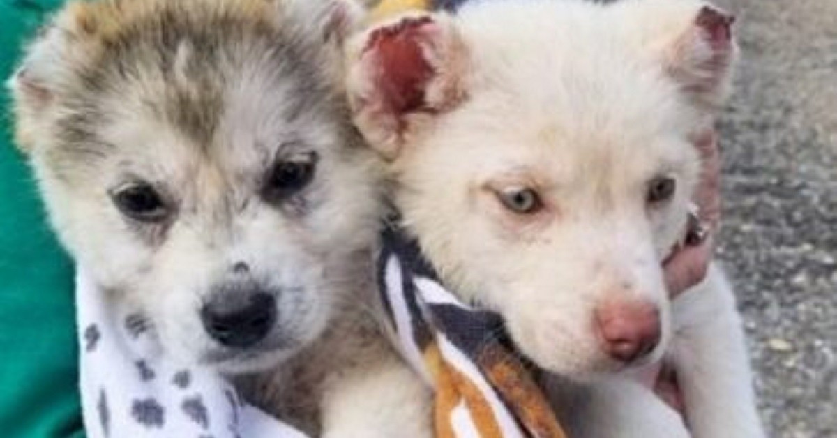 Volontari cercano chi ha gettato via due husky dopo aver tagliato loro orecchie e coda