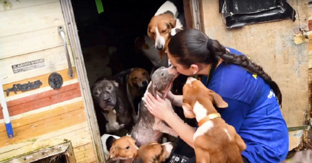 volontari-liberano-140-cani-che-sono-stati-chiusi-in-alcuni-camper-per-mesi