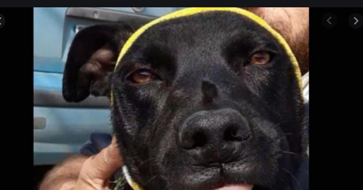 Puglia, Zeus il cagnolino abbandonato e salvato da alcuni operai in una voragine
