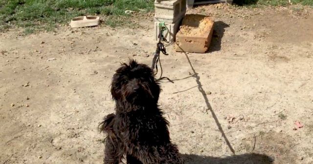 Ziggy-il-cane-che-ha-passato-la-sua-vita-legato-ad-un-mattone-di-cemento
