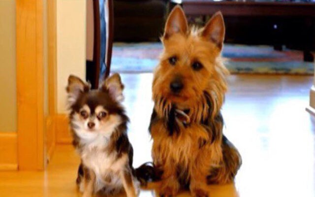 il-cagnolina-che-fa-la-spia-sul-fratellino-a-quattro-zampe