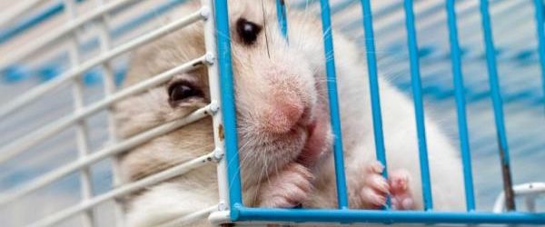 Carpi uomo scoperto a portare a spasso il criceto 2