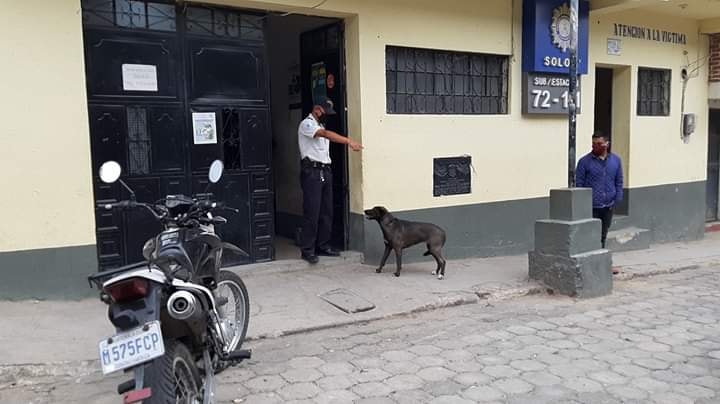 cane alla stazione di polizia