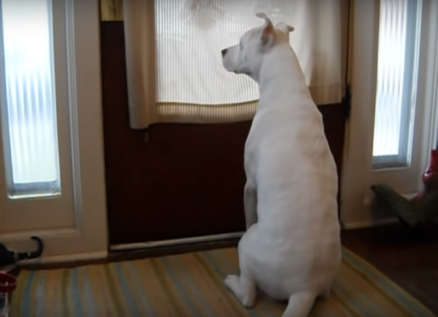 Cotton il cane che ha aspettato il suo amico umano davanti la porta