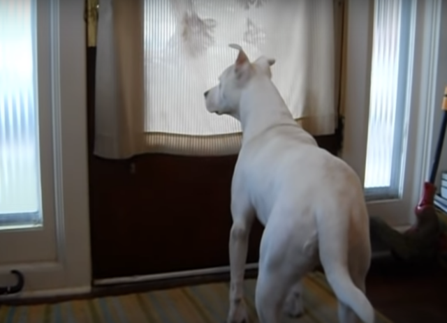 Cotton il cane che aspettato il suo amico umano davanti la porta