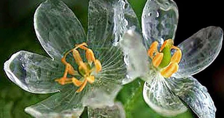 Diphylleia-grayi