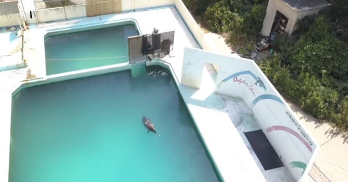 Honey, morto il delfino femmina che da anni viveva nell’aquarium giapponese