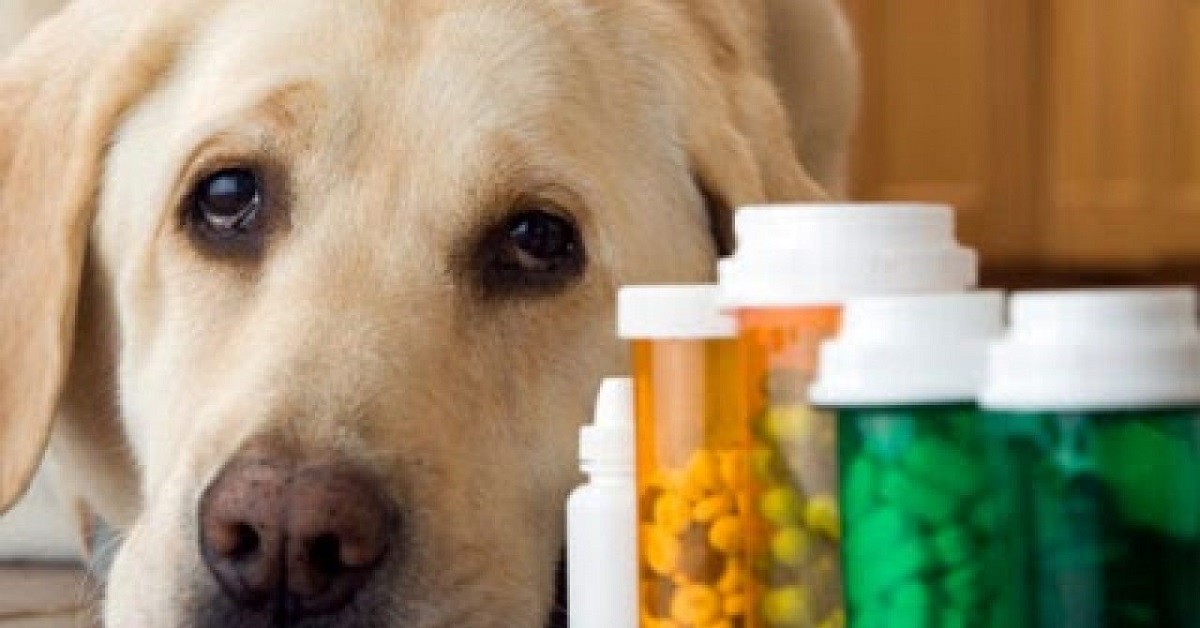 Escono per comprare i farmaci al cane, multati