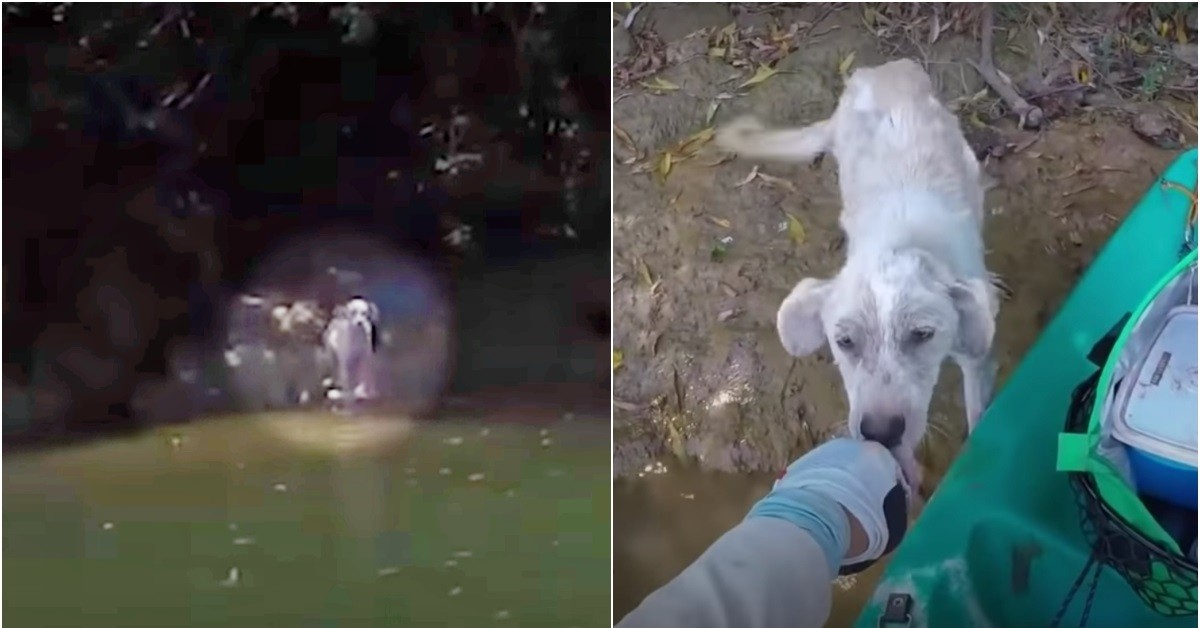 Fernando Monzon trova un cane abbandonato su un’isola deserta