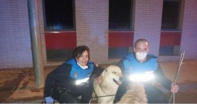 Golden Retriever chiede aiuto per salvare un altro cane polizia e pompieri lo hanno salvato 2