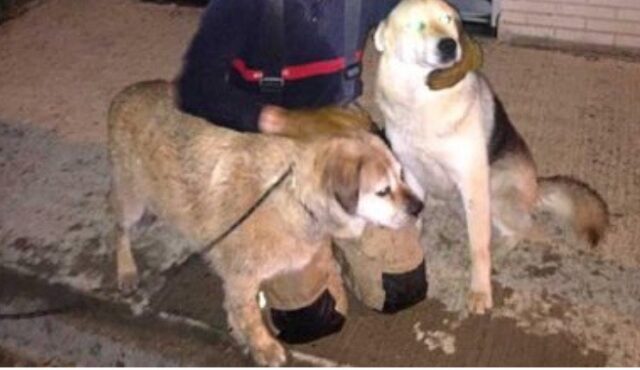 Golden Retriever chiede aiuto per salvare un altro cane polizia e pompieri lo hanno salvato