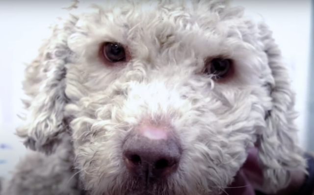 Honey la cucciola trascinata sotto la macchina per diverse miglia