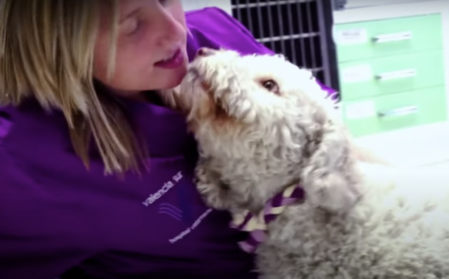 Honey la cucciola trascinata sotto la macchina per diverse miglia