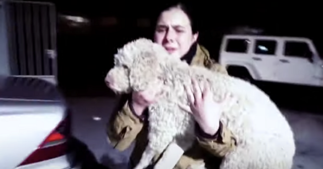 Honey-la-cagnolina-rimasta-vittima-di-un-grave-incidente-trascinata-sotto-la-macchina-per-diverse-miglia