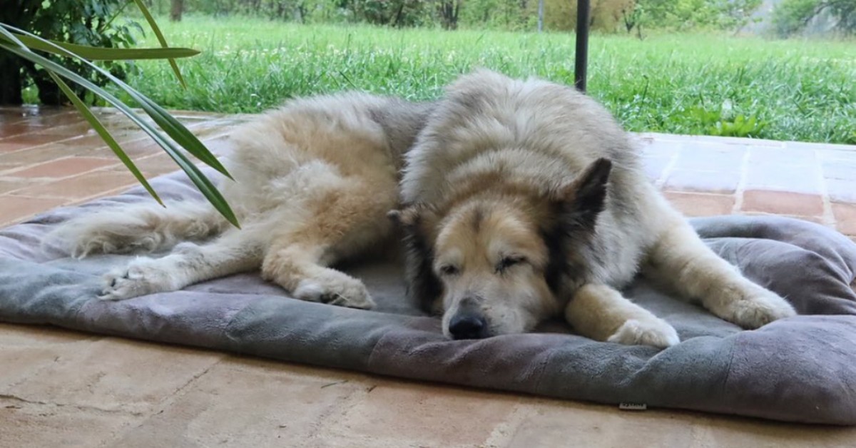 Benedetta Rossi svela l’età del suo cane Nuvola e racconta il compromesso che hanno trovato