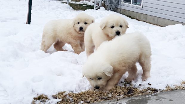 la-cagnolina-ed-i-tre-cuccioli-abbandonati-nelle-montagne 2