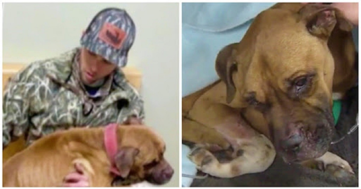 Il salvataggio di un cagnolino abbandonato, chiamato Buck