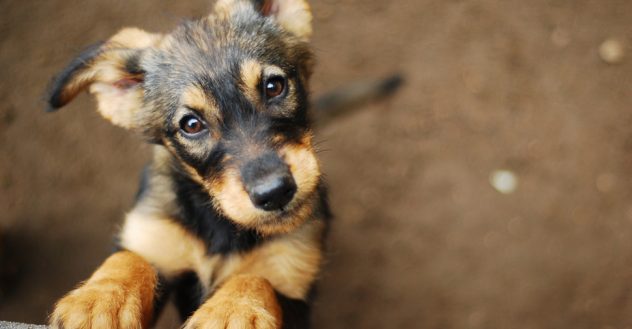 Incendio a Santena morti 5 cani solo uno è stato salvato 2