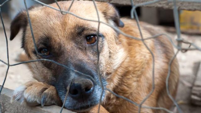 Incendio a Santena morti 5 cani solo uno è stato salvato 1