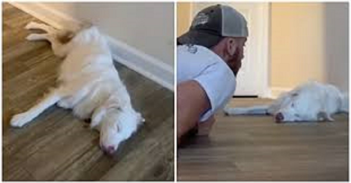La clip virale della cagnolina Plum e del suo umano Aiden