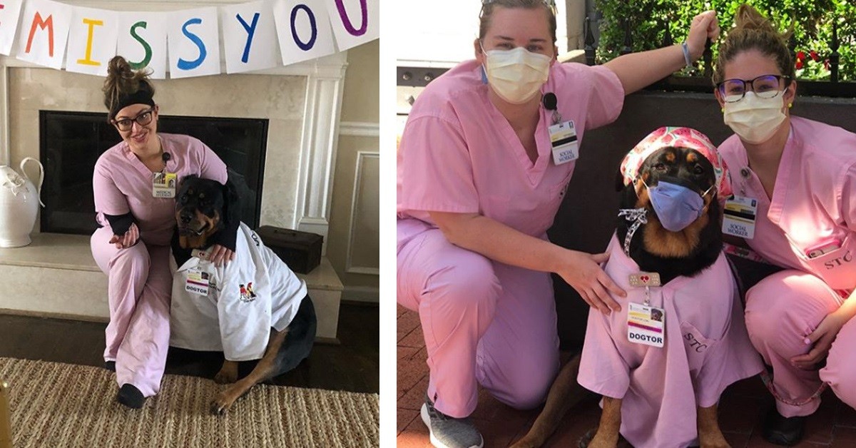 Loki il cane che aiuta i pazienti e i medici durante la Pandemia