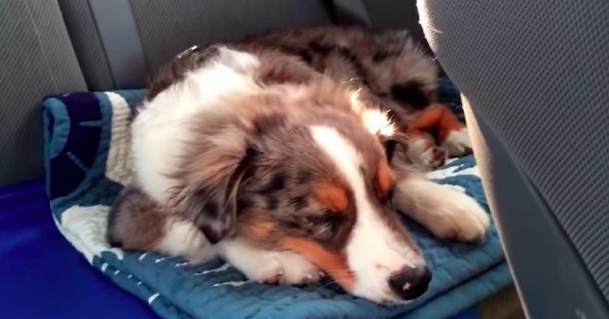 Cane pastore australiano reagisce ululando quando sente la canzone di Frozen (VIDEO)