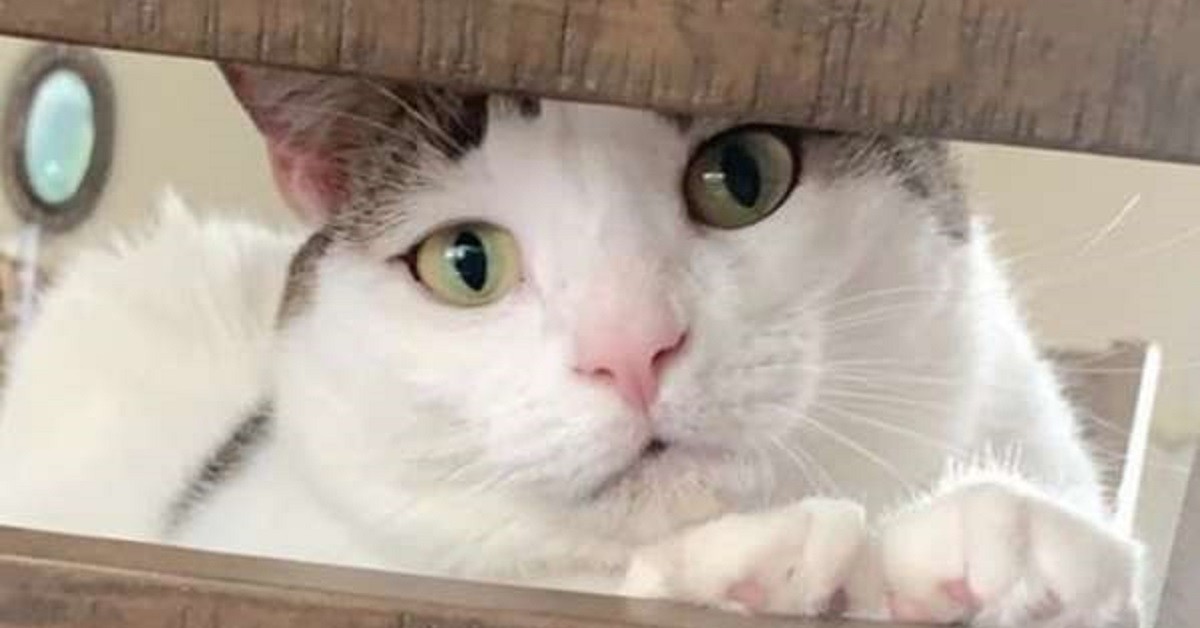 Il proprietario è senza parole quando vede come hanno tagliato il pelo al suo gatto