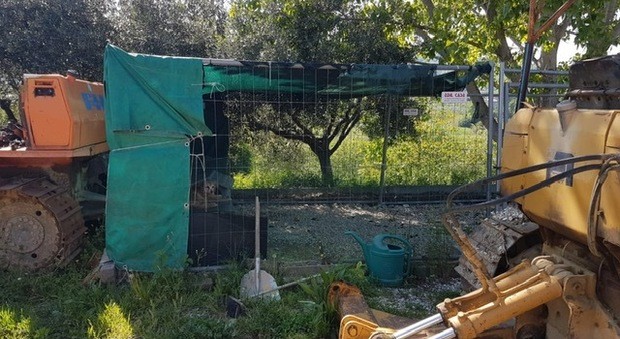 Pesaro scoperti due cani in alcuni box denunciato il proprietario