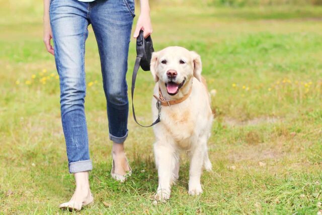 Porta a spasso il cane multata per 90 metri in più 1