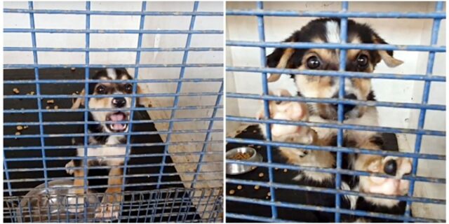 Riley la cagnolina chiusa in un gabbia