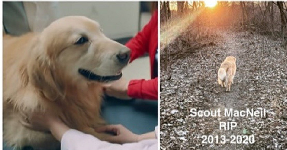L’ultimo saluto di Scout, il dolce cagnolino