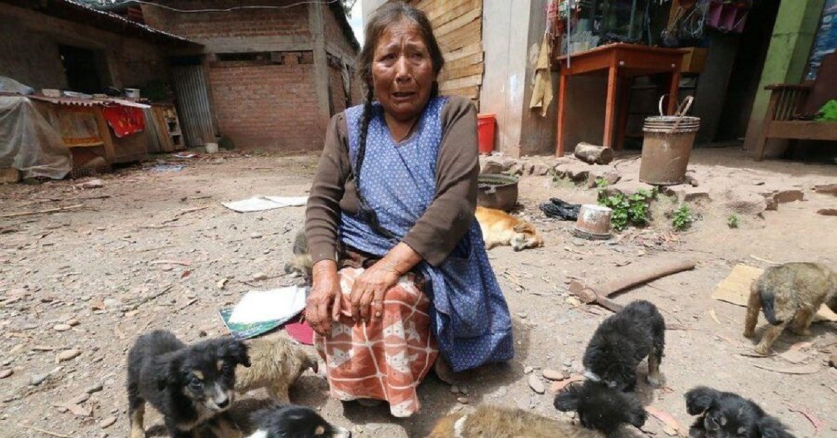 Anziana donna trascorre tutta la sua vita a dar da mangiare ai cani randagi: ora è in difficoltà