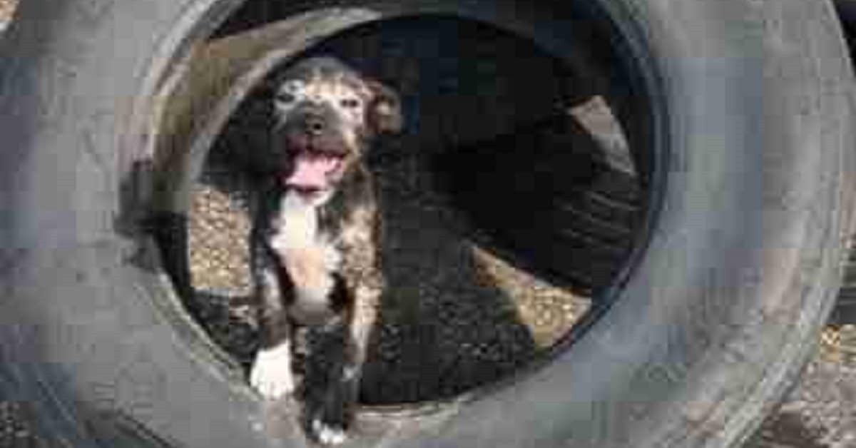 Cagnolina che viveva in una gomma non riusciva a smettere di sorridere quando è stata salvata