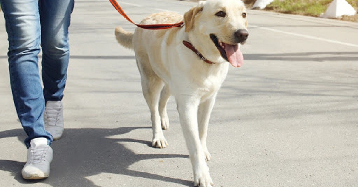 Multa di 400 euro al papà che ha mandato in giro il cane con i figli