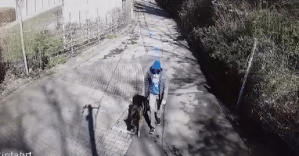 Pastore tedesco abbandonato per strada durante la quarantena (VIDEO)