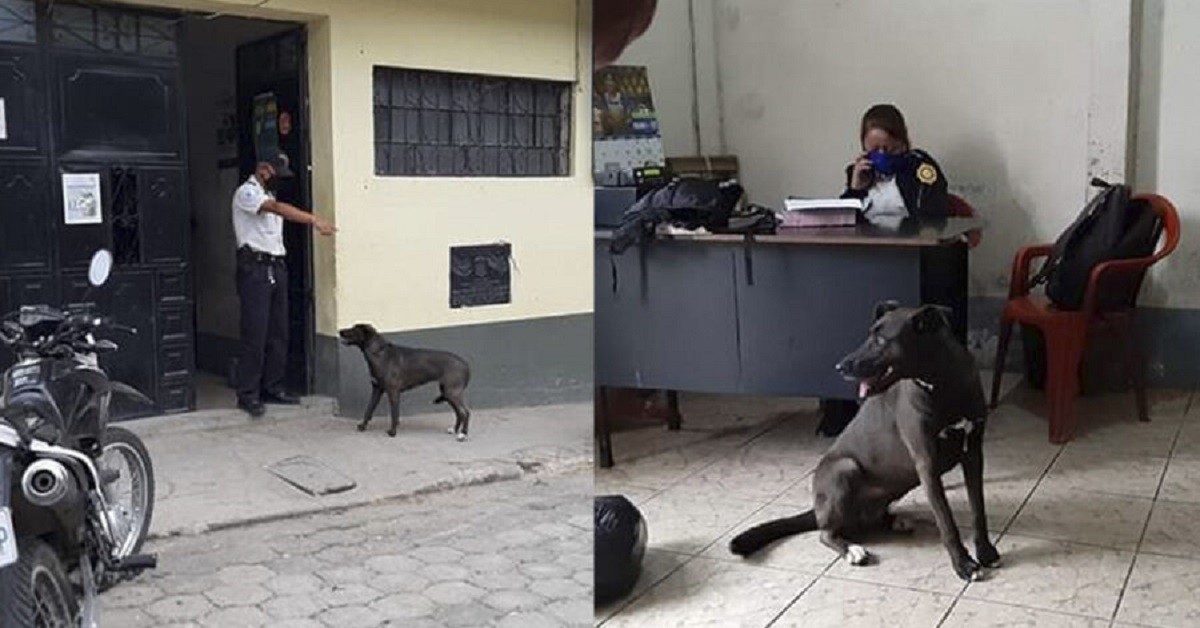 Cane aspetta il suo amico umano alla stazione di polizia: ha violato la quarantena