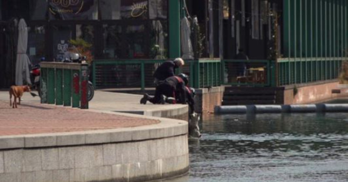 Milano, cucciolo di husky cade in acqua. Salvato dai carabinieri.